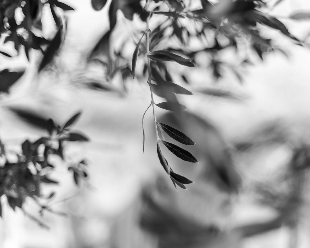 Close detail of an olive branch with fruit