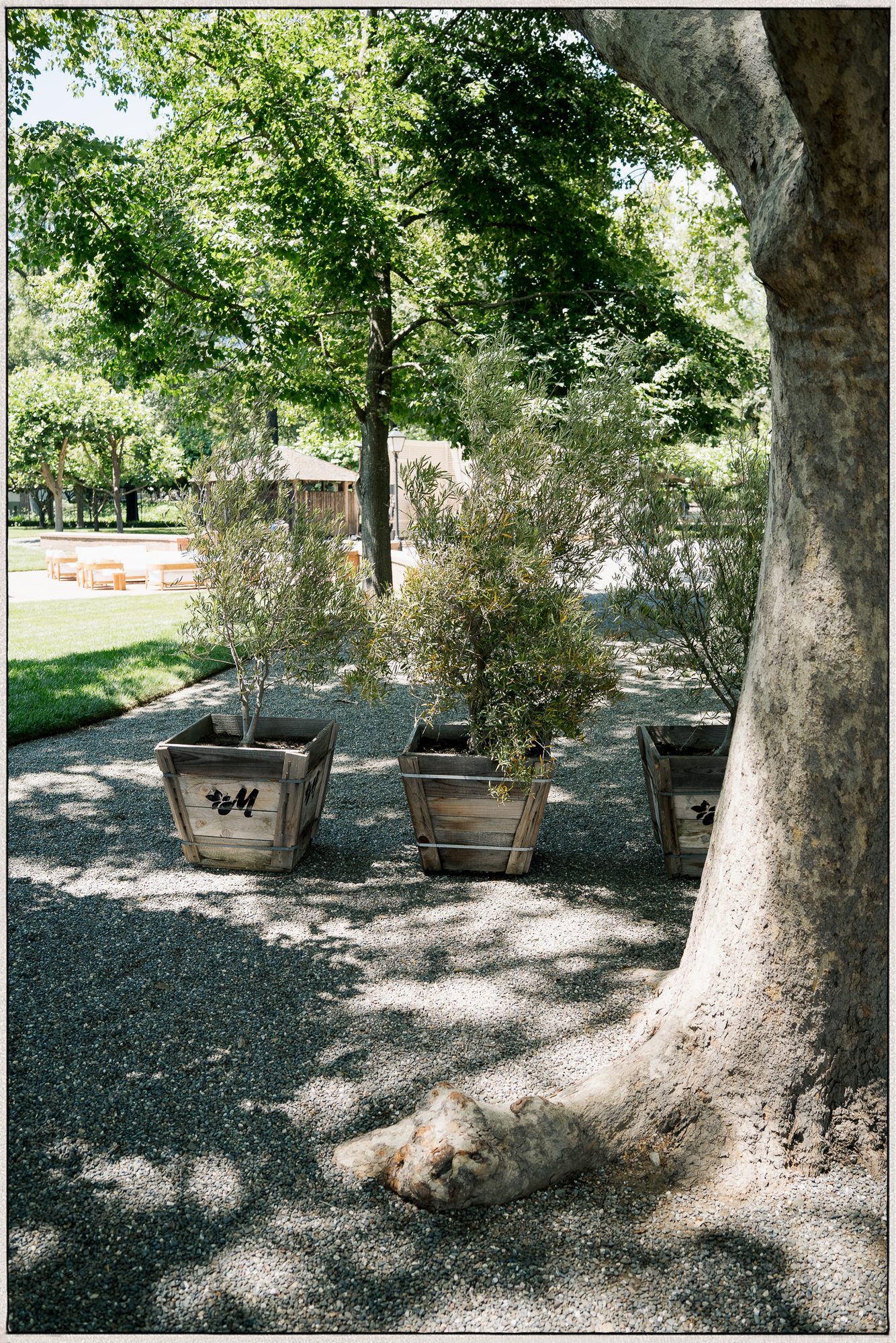 Mature olive trees in a sunlit grove