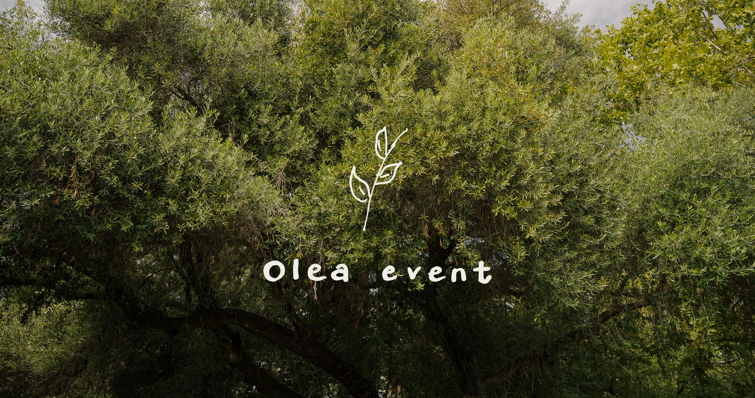 Olive branches in a weathered terracotta vessel
